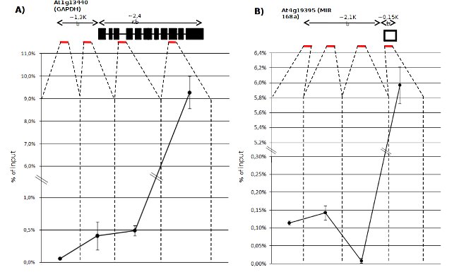 IP using anti-plant polymerase II antibodies